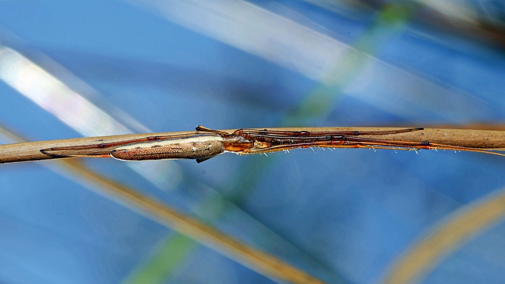Crouching Long-jawed Spider