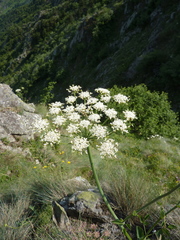 Laserpitium latifolium
