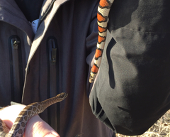 Lampropeltis gentilis