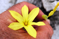 Moraea pyrophila