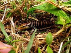 Dasia olivacea