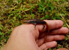 Dasia olivacea