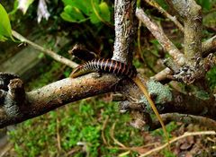 Dasia olivacea
