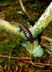 Dasia olivacea