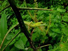 Bronchocela cristatella