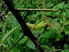 Bronchocela cristatella