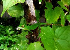 Bronchocela cristatella