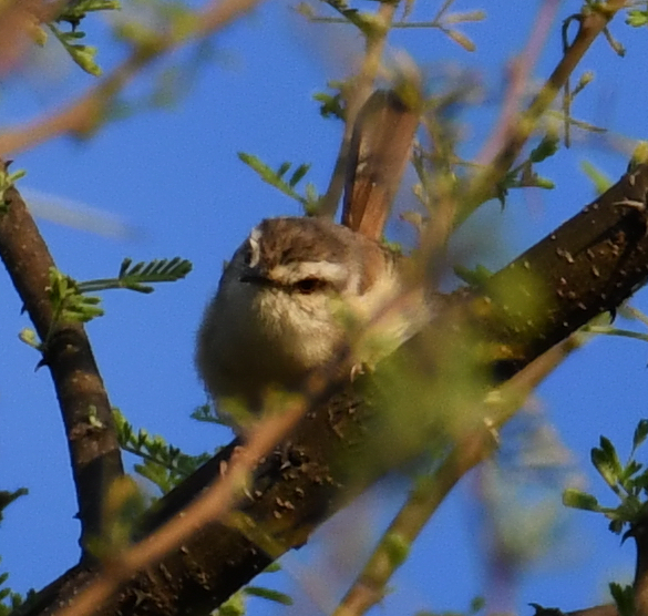Tawny-flanked Prinia