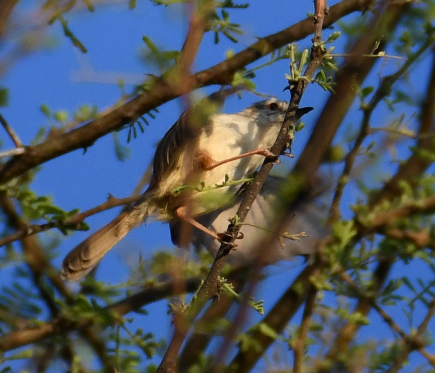 Tawny-flanked Prinia