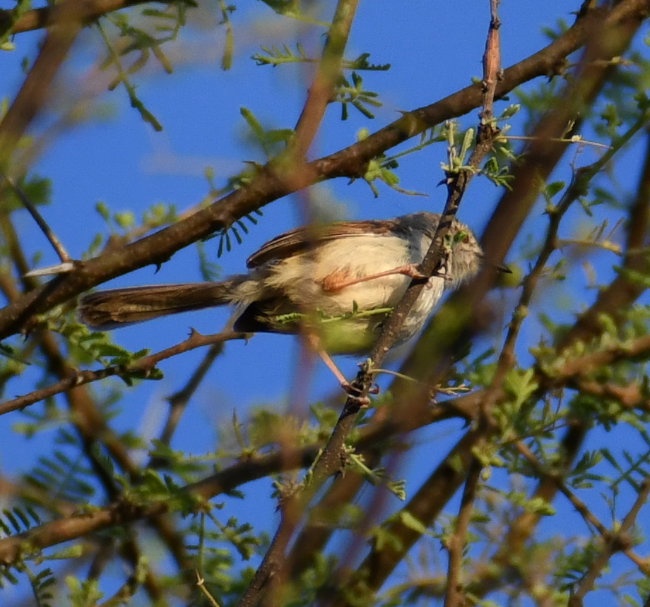Tawny-flanked Prinia