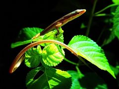 Takydromus sexlineatus