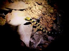 Cyrtodactylus pulchellus