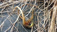 Takydromus sexlineatus