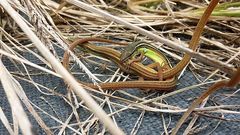 Takydromus sexlineatus