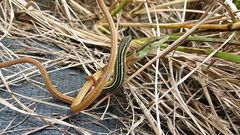 Takydromus sexlineatus