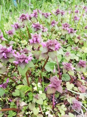 Lamium purpureum