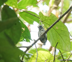 Picumnus innominatus