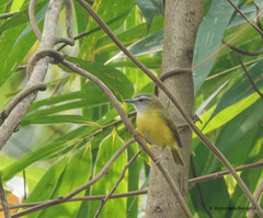 Abroscopus superciliaris