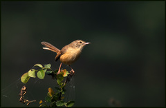 Prinia inornata