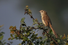 Prinia inornata