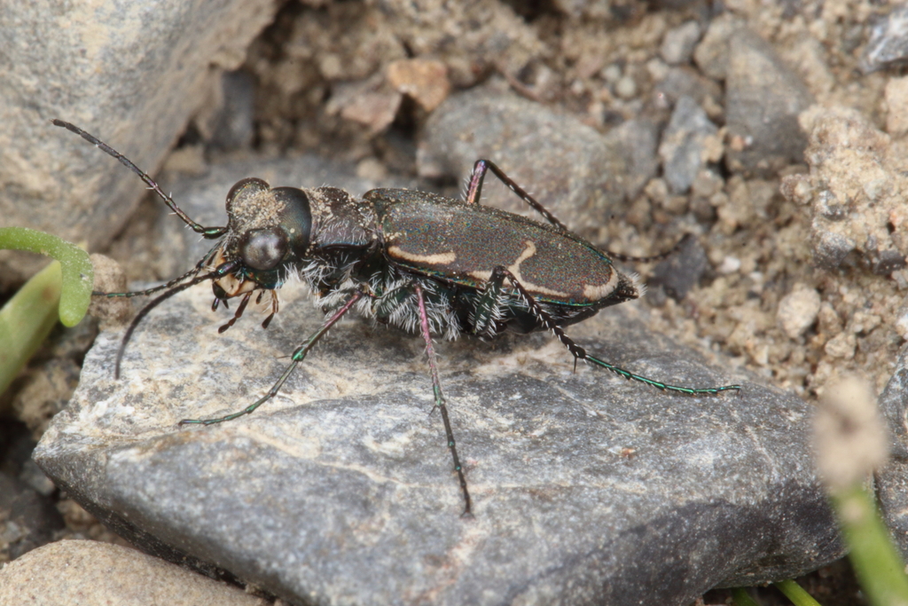 Zecicindela austromontana