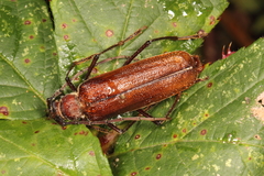 Ochrocydus huttoni