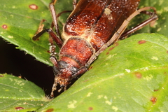 Ochrocydus huttoni