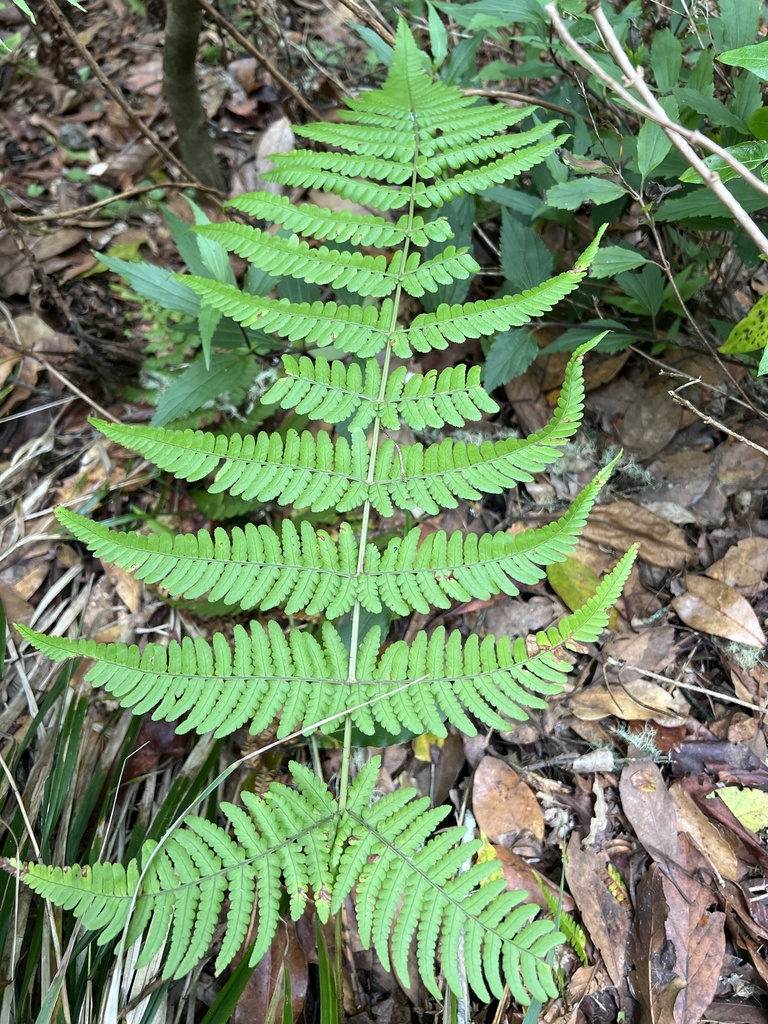 Dryopteris oligodonta from Machico, PT-MA, PT on November 12, 2023 at ...