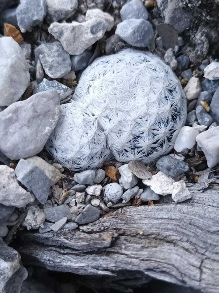 Mammillaria herrerae, Querétaro, MX