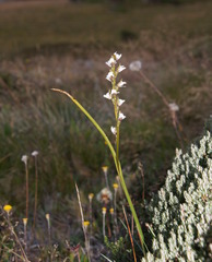 Prasophyllum suttonii