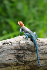Agama dodomae