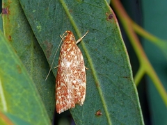 Syringoseca rhodoxantha