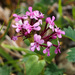 Fedia graciliflora - Photo (c) Ron Frumkin, alguns direitos reservados (CC BY-NC), uploaded by Ron Frumkin