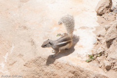 Atlantoxerus getulus