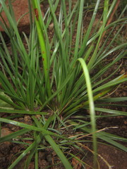 Bulbine capitata