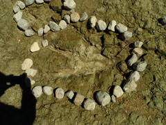 Allosaurus