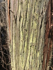 Chrysothrix chamaecyparicola