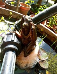 Polypedates leucomystax