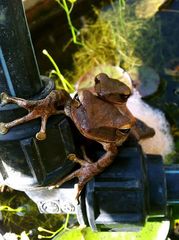 Polypedates leucomystax