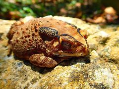 Duttaphrynus melanostictus