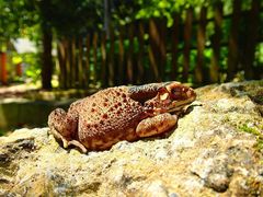 Duttaphrynus melanostictus