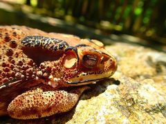 Duttaphrynus melanostictus