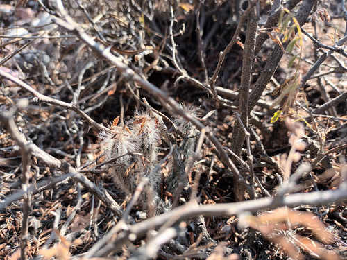 Echinocereus schmollii