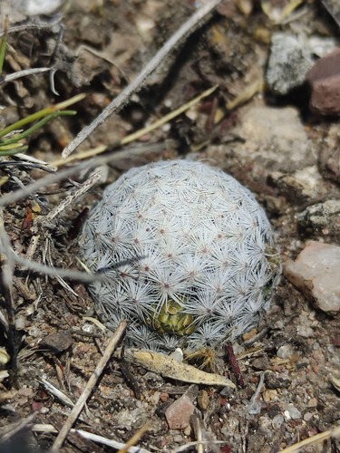 Mammillaria albiflora
