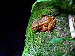 Polypedates leucomystax