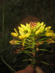 Bulbine capitata