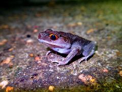 Leptobrachium hendricksoni