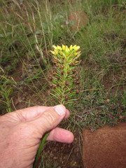 Bulbine capitata