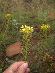 Bulbine capitata