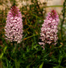 Anacamptis pyramidalis urvilleana - Photo (c) Ron Frumkin, some rights reserved (CC BY-NC), uploaded by Ron Frumkin
